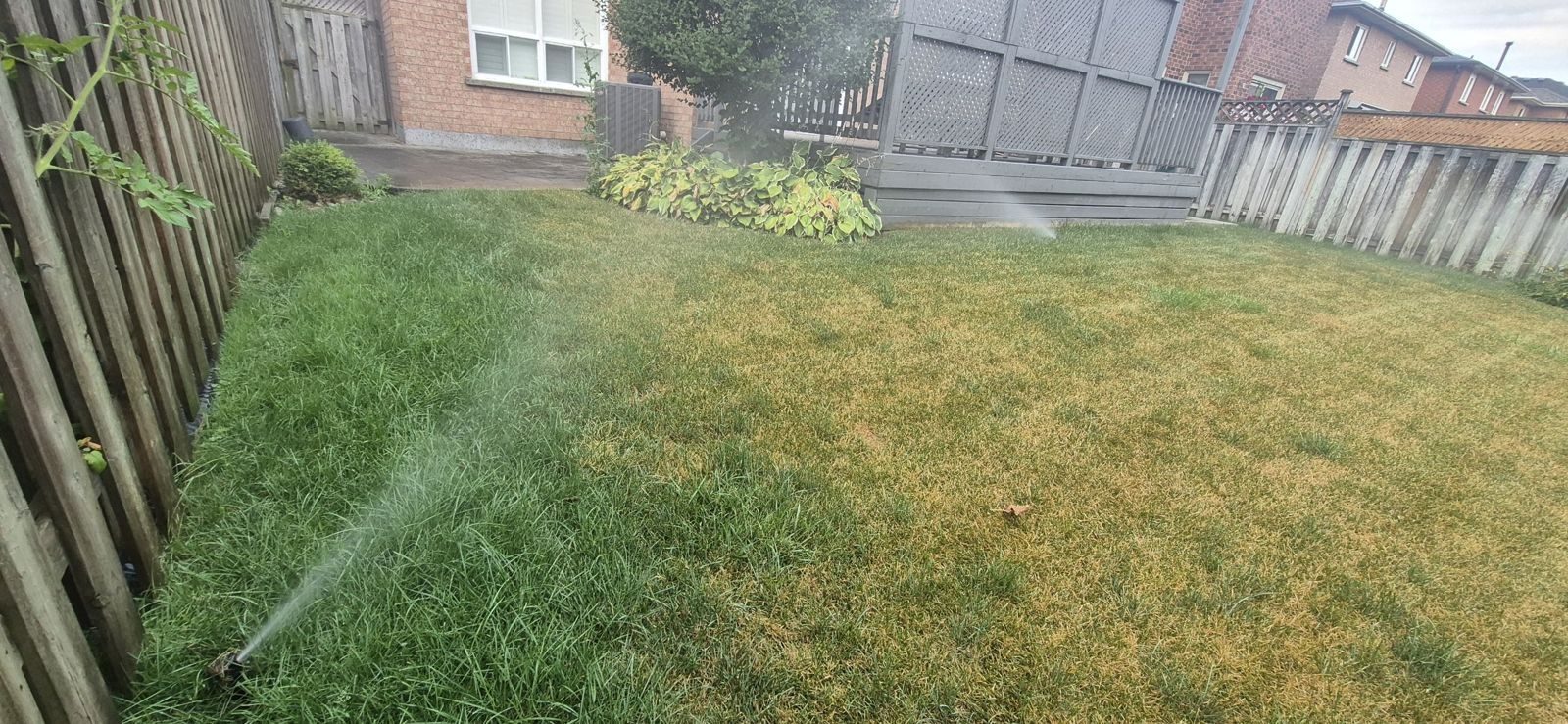 Repaired backyard sprinkler spraying evenly over a lawn that is recovering from dry patches