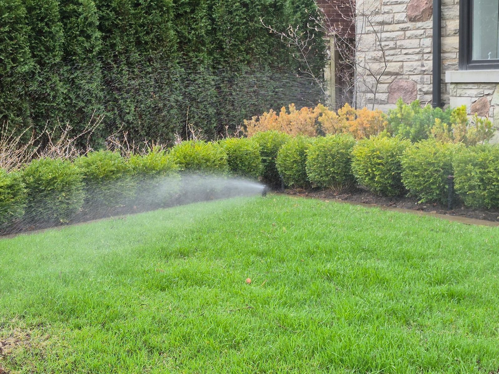 Pop-up sprinkler watering a green front lawn beside trimmed hedges and a stone house