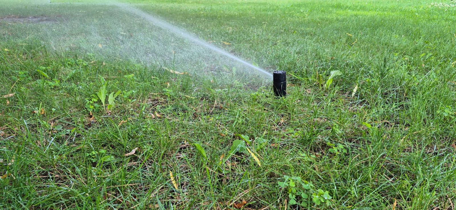 Close-up of a black pop-up rotor sprinkler head spraying a stream across a green lawn
